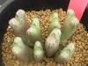 Conophytum luckhoffii Piekenierskloof  <img class='new_mark_img2' src='https://img.shop-pro.jp/img/new/icons5.gif' style='border:none;display:inline;margin:0px;padding:0px;width:auto;' />
