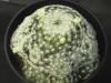 Mammillaria schiedeana v.plumosa Puente Dias<img class='new_mark_img2' src='https://img.shop-pro.jp/img/new/icons5.gif' style='border:none;display:inline;margin:0px;padding:0px;width:auto;' />