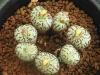 Conophytum minimumWittebergense<img class='new_mark_img2' src='https://img.shop-pro.jp/img/new/icons5.gif' style='border:none;display:inline;margin:0px;padding:0px;width:auto;' />