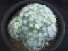 Mammillaria plumosaIcamoteNL<img class='new_mark_img2' src='https://img.shop-pro.jp/img/new/icons5.gif' style='border:none;display:inline;margin:0px;padding:0px;width:auto;' />