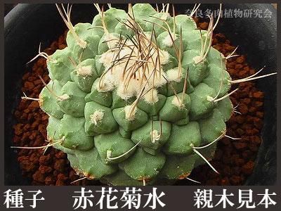 種子 赤花菊水 50粒 - (株) 奈良多肉植物研究会 -多肉植物 種子 赤花菊水 50粒 - (株) 奈良多肉植物研究会 -多肉植物