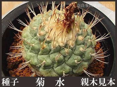 『1年保証』 種子 菊水 50粒 - (株) 奈良多肉植物研究会 -多肉植物・サボテン 花