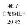 ҡɱð20γ<img class='new_mark_img2' src='https://img.shop-pro.jp/img/new/icons48.gif' style='border:none;display:inline;margin:0px;padding:0px;width:auto;' />