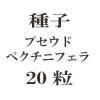 種子　プセウドペクチニフェラ　20粒<img class='new_mark_img2' src='https://img.shop-pro.jp/img/new/icons57.gif' style='border:none;display:inline;margin:0px;padding:0px;width:auto;' />