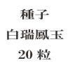 ҡ˱̡20γ<img class='new_mark_img2' src='https://img.shop-pro.jp/img/new/icons57.gif' style='border:none;display:inline;margin:0px;padding:0px;width:auto;' />