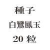ҡ˱̡20γ<img class='new_mark_img2' src='https://img.shop-pro.jp/img/new/icons57.gif' style='border:none;display:inline;margin:0px;padding:0px;width:auto;' />