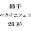 種子　ペクチニフェラ　20粒<img class='new_mark_img2' src='https://img.shop-pro.jp/img/new/icons57.gif' style='border:none;display:inline;margin:0px;padding:0px;width:auto;' />