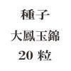ҡ˱̶ӡ20γ<img class='new_mark_img2' src='https://img.shop-pro.jp/img/new/icons48.gif' style='border:none;display:inline;margin:0px;padding:0px;width:auto;' />