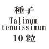ҡTalinum tenuissimum10γ<img class='new_mark_img2' src='https://img.shop-pro.jp/img/new/icons48.gif' style='border:none;display:inline;margin:0px;padding:0px;width:auto;' />