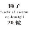 ҡT. schmiedickeanus ssp.bonatgii20γ<img class='new_mark_img2' src='https://img.shop-pro.jp/img/new/icons58.gif' style='border:none;display:inline;margin:0px;padding:0px;width:auto;' />