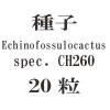ҡEchinofossulocactusspec. CH26020γ<img class='new_mark_img2' src='https://img.shop-pro.jp/img/new/icons58.gif' style='border:none;display:inline;margin:0px;padding:0px;width:auto;' />