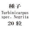 ҡTurbinicarpus spec. Negrita20γ<img class='new_mark_img2' src='https://img.shop-pro.jp/img/new/icons58.gif' style='border:none;display:inline;margin:0px;padding:0px;width:auto;' />