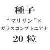 ҡȥޥɡߥ饹ץȥ˥  20γ<img class='new_mark_img2' src='https://img.shop-pro.jp/img/new/icons48.gif' style='border:none;display:inline;margin:0px;padding:0px;width:auto;' />
