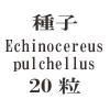 ҡEchinocereus pulchellus20γ<img class='new_mark_img2' src='https://img.shop-pro.jp/img/new/icons48.gif' style='border:none;display:inline;margin:0px;padding:0px;width:auto;' />