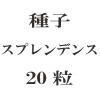 ҡץǥ󥹡20γ<img class='new_mark_img2' src='https://img.shop-pro.jp/img/new/icons48.gif' style='border:none;display:inline;margin:0px;padding:0px;width:auto;' />