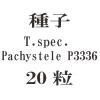 ҡTurbinicarpus spec. Pachystele P333620γ<img class='new_mark_img2' src='https://img.shop-pro.jp/img/new/icons58.gif' style='border:none;display:inline;margin:0px;padding:0px;width:auto;' />