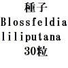 ҡBlossfeldia liliputana30γ<img class='new_mark_img2' src='https://img.shop-pro.jp/img/new/icons48.gif' style='border:none;display:inline;margin:0px;padding:0px;width:auto;' />