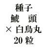 ҡƬߡĻݡ20γ<img class='new_mark_img2' src='https://img.shop-pro.jp/img/new/icons57.gif' style='border:none;display:inline;margin:0px;padding:0px;width:auto;' />