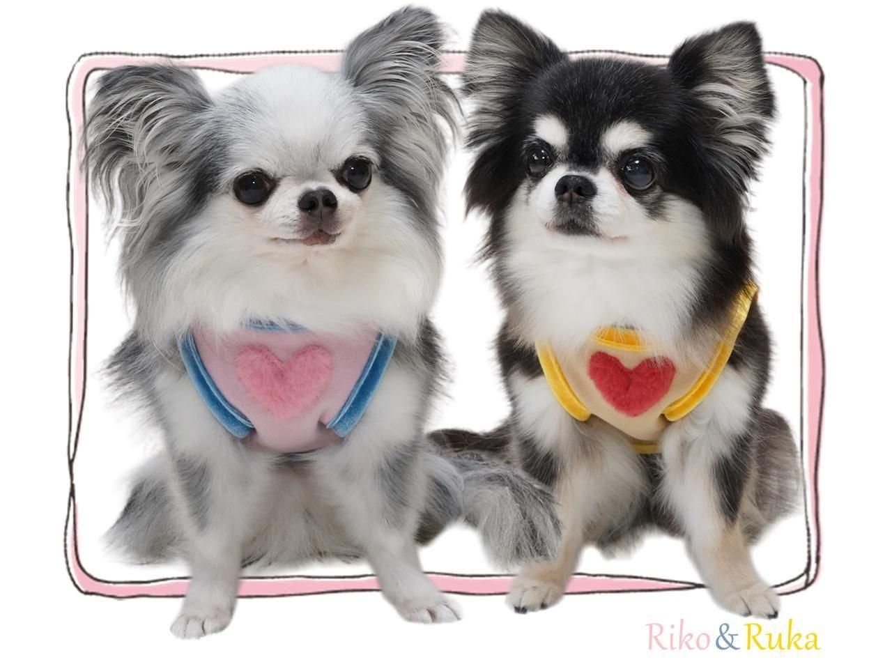 F Laundry BearフリルタンクSS＆マット セットcircusサーカス F Laundry BearフリルタンクSS＆マット セットcircusサーカス Laundry