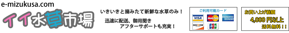 水草通販 イイ水草市場