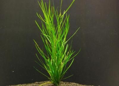 ヤナギモ 日本に自生する繊細な有茎種 水草通販 イイ水草市場 送料安い