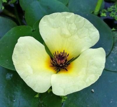 水草 ウォーターポピー ミズゲナシ 黄色の花が咲きます ビオトープにぴったり イイ水草市場 水草 ウォーターポピー ミズゲナシ 黄色の花が咲きます ビオトープにぴったり イイ水草市場