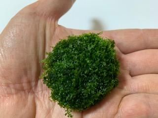 水草）◇モスの王様◇ プレミアムグリーンモス（石付タイプ）無