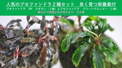 水草 人気のブセ2種セット ブセファンドラ Sp クダカン 1株 グリーンウェイビー 1株 イイ水草市場