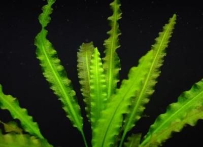 水草 アポノケドンクリスプス メダカ 二酸化炭素