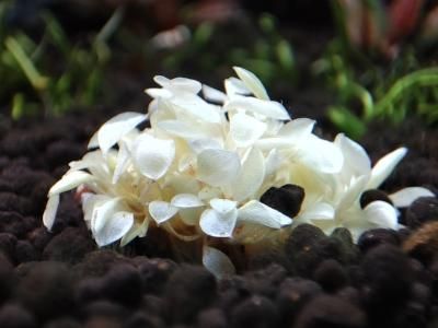 陰性水草の王様的存在【ブセファランドラ】ホワイトバリエガータ