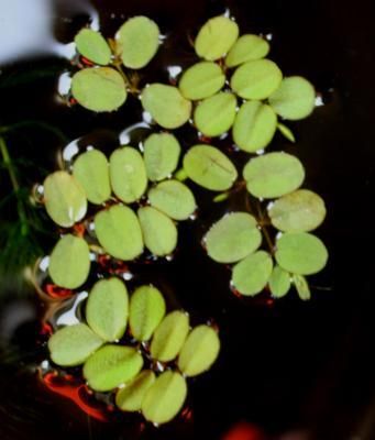 国産無農薬 サンショウモ 水草通販 イイ水草市場