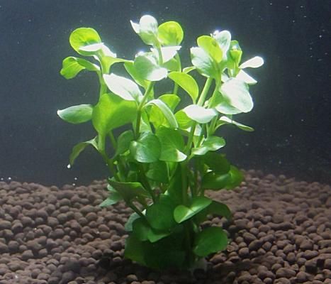 国産無農薬 リシマキア 5本 水草通販 イイ水草市場 国産無農薬 リシマキア 5本 水草通販 イイ水草市場