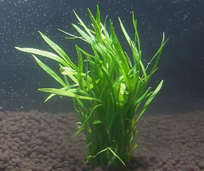 国産無農薬 コブラグラス 送料が安い 前景水草 水草通販 イイ水草市場 国産無農薬 コブラグラス 送料が安い 前景水草 水草通販 イイ水草市場