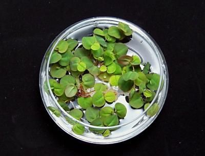 国産無農薬 フィランサス フルイタンス 水草通販 イイ水草市場 ベタ 水草