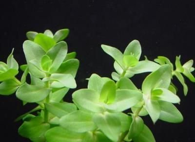 ウォーターバコバ メダカ エビ 金魚などアクアリウムに最適 水草通販 イイ水草市場 ウォーターバコバ メダカ エビ 金魚などアクアリウムに最適 水草通販 イイ水草市場