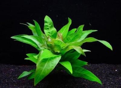 ラージリーフハイグロフィラ 茎や葉脈が赤い 国産 送料安い 水草通販 イイ水草市場 ラージリーフハイグロフィラ 茎や葉脈が赤い 国産 送料安い 水草通販 イイ水草市場