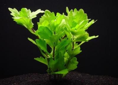 メキシカンバレーン 菊の葉ような水草 国産 送料安い 水草通販 イイ水草市場 メキシカンバレーン 菊の葉ような水草 国産 送料安い 水草通販 イイ水草市場