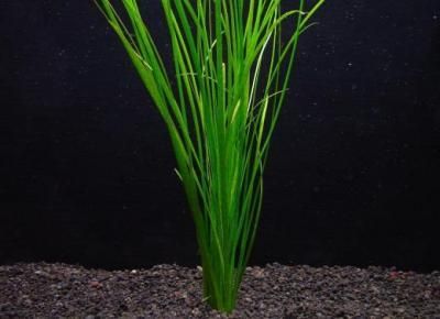 バリスネリア ナナ 丈夫なテープ状小型水草 国産 水草通販 イイ水草市場 送料安い バリスネリア ナナ 丈夫なテープ状小型水草 国産 水草通販 イイ水草市場 送料安い