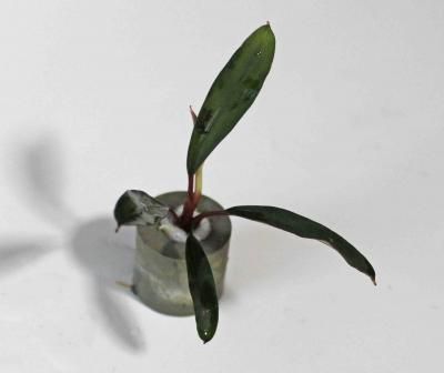 ブセファンドラ, - 水草通販 イイ水草市場