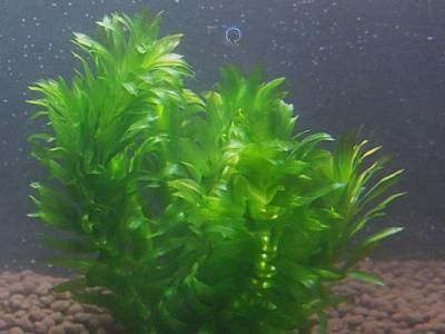 アナカリス ウィローモス 初心者 メダカ エビ 金魚などアクアリウム ビオトープに最適 水草通販 イイ水草市場 アナカリス ウィローモス 初心者 メダカ エビ 金魚などアクアリウム ビオトープに最適 水草通販 イイ水草市場