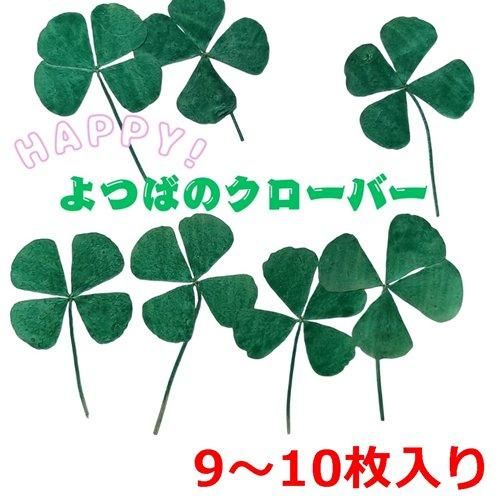 ドライフラワー四葉のクローバー | 幸運を呼ぶ9〜10枚入り