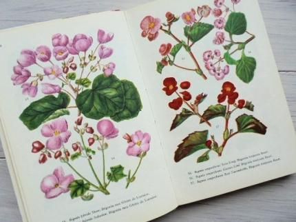 PLANTES D'APPARTEMENT | 室内植物図鑑/フランス - 外国の古くて PLANTES D'APPARTEMENT | 室内植物図鑑/フランス - 外国の古くて