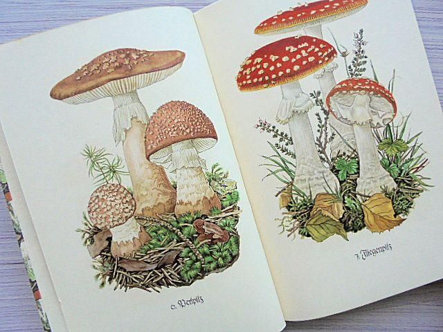 Das kleine Pilzbuch | インゼル文庫/きのこ503番 - 外国の古く