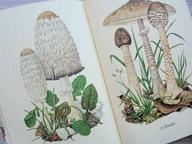 Das kleine Pilzbuch | インゼル文庫/きのこ503番 - 外国の古く