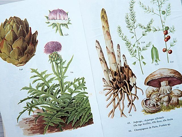 1967年 並んだ植物画が可愛いフランスのGastonBonnierの植物図鑑 最新モデル 正規代理店 並んだ植物画が可愛いフランスの 1967年