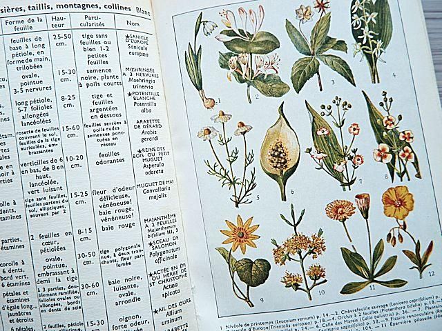 人気ブランドバ40代 cette donc est Quelle | 植物図鑑/フランス fleur? 外国の - 書