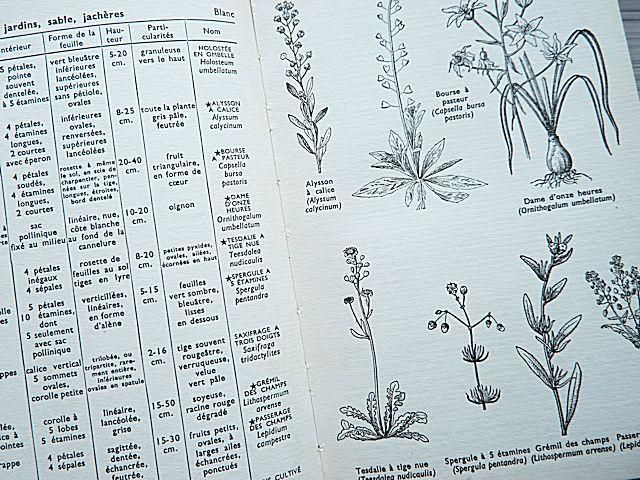 植物図鑑/フランス | Quelle est donc cette fleur? - 外国の