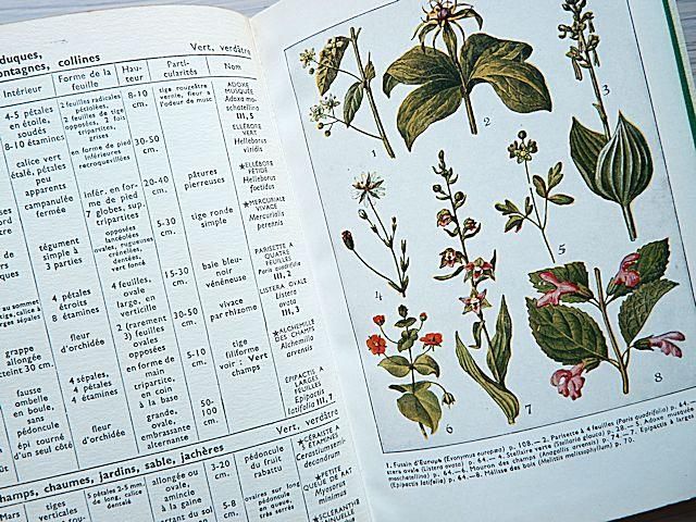 洋書、フランス、ナタン社植物図鑑 PLANTES D'APPARTEMENT | 室内植物図鑑/フランス - 外国の古くて