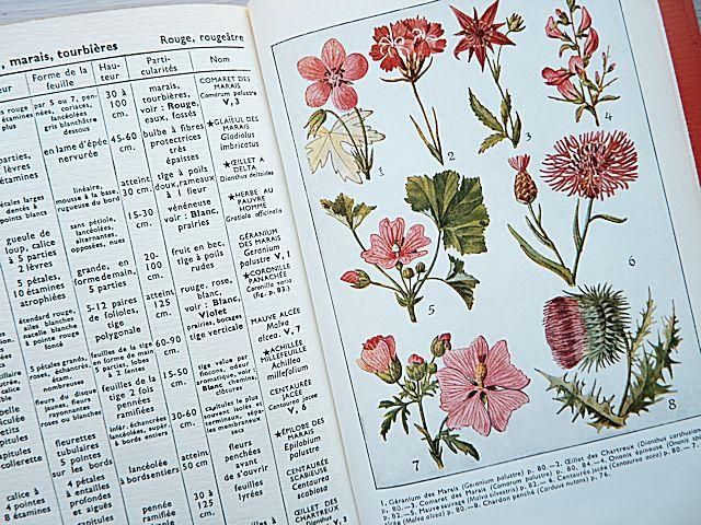 植物図鑑/フランス | Quelle est donc cette fleur? - 外国の