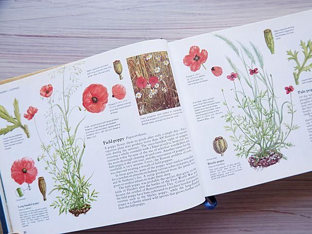 WILD FLOWERS OF BRITAIN | 野の花の植物図鑑 - 外国の古くて WILD FLOWERS OF BRITAIN | 野の花の植物図鑑 - 外国の古くて